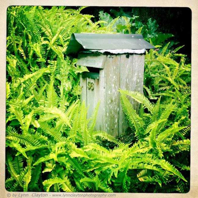 Letetr box with Ferns